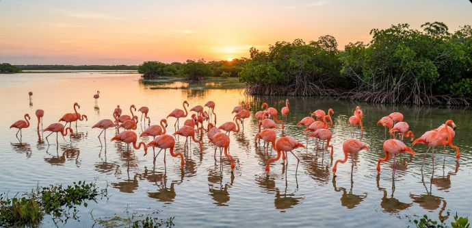 Descubre los atractivos naturales y qué hacer en Playa Sisal, Yucatán Paisaje de arena blanca y mar tranquilo en Playa Sisal, Yucatán, un Pueblo Mágico ideal para el ecoturismo y descanso