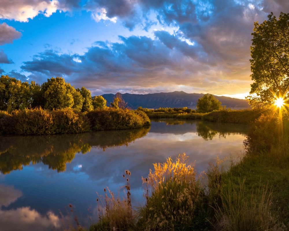 image of Cutler Marsh Sunburst