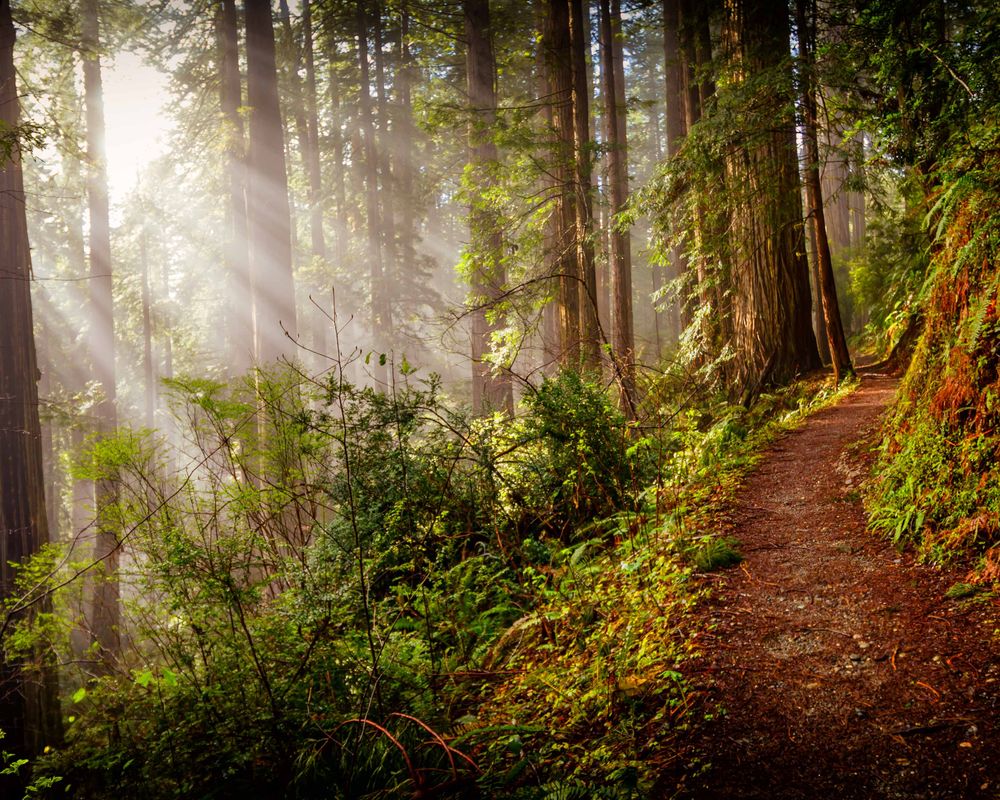 image of Light in the Redwood Forest