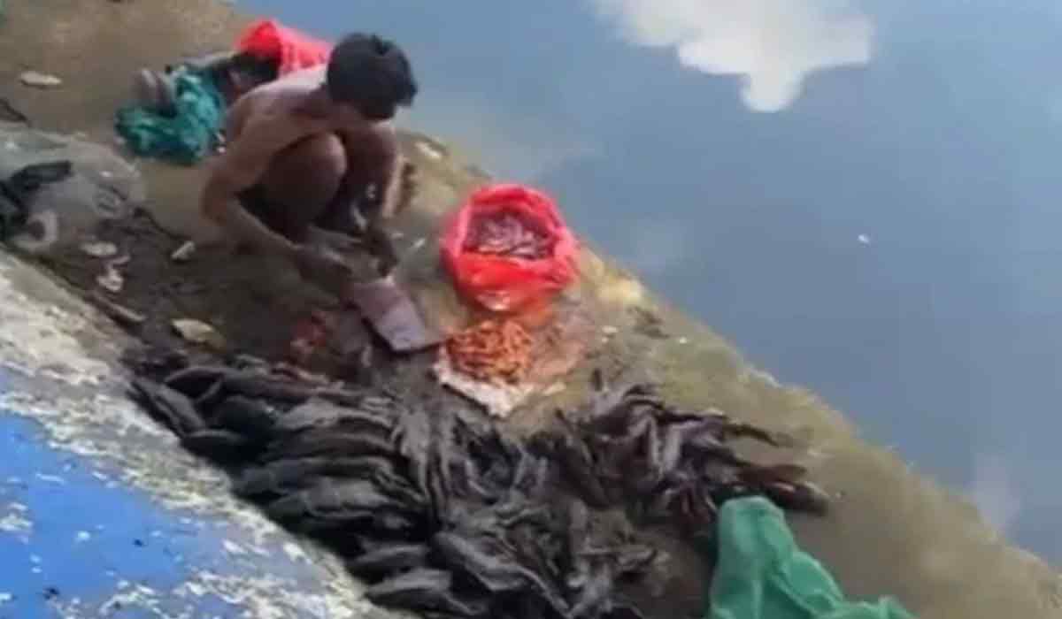 5 Pria Di Jakarta Pusat Tertangkap Saat Gunakan Ikan Sapu-Sapu Untuk Siomai!