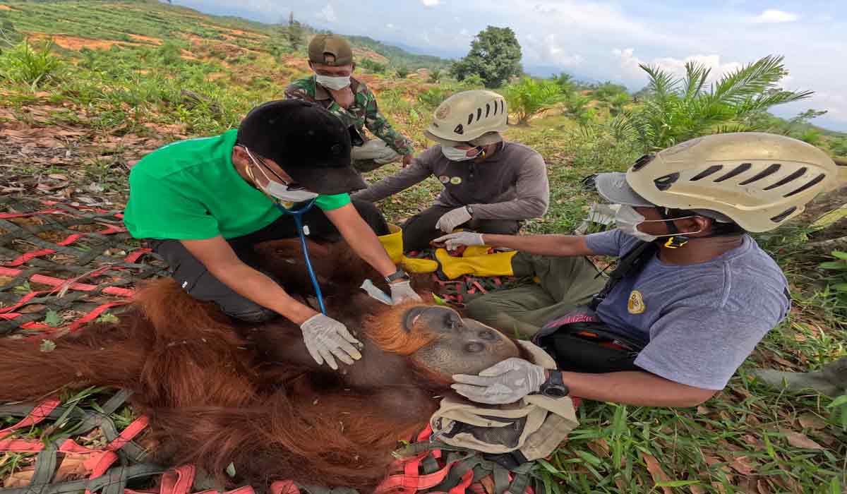 Orang Utan Ditemukan Di Ladang Warga Langkat, BKSDA Bertindak Cepat!