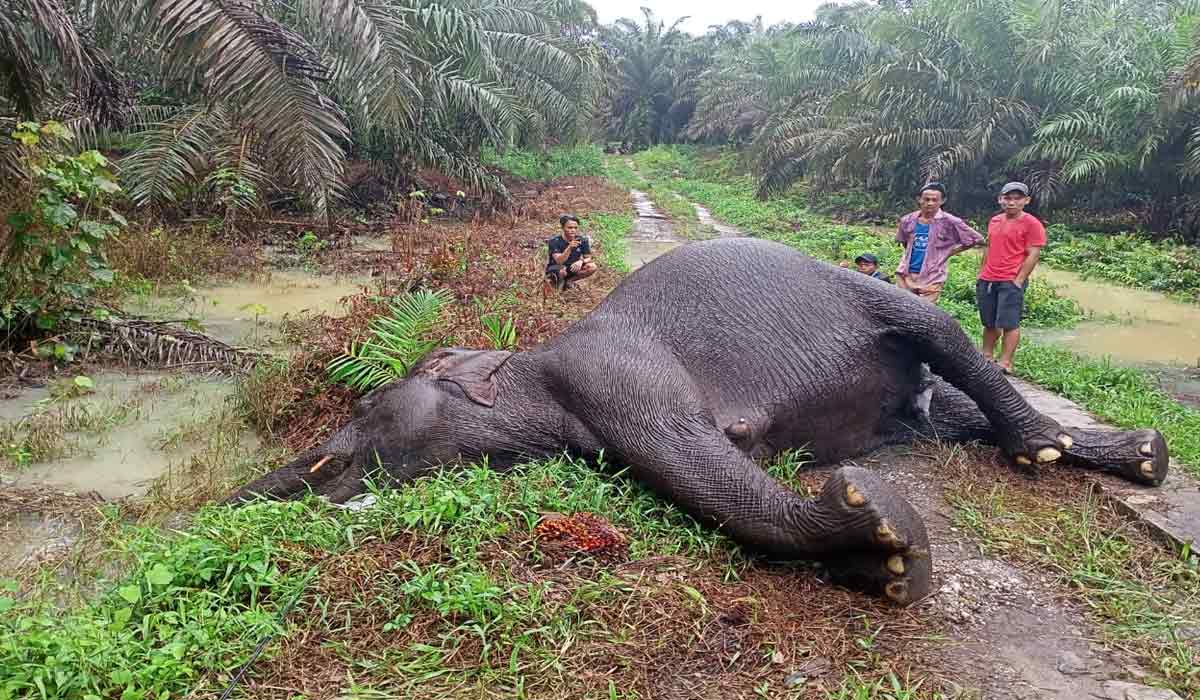 30 Hektare Lahan Gajah Diduga Disulap Jadi Kebun Sawit, Tersangka Ditahan! 