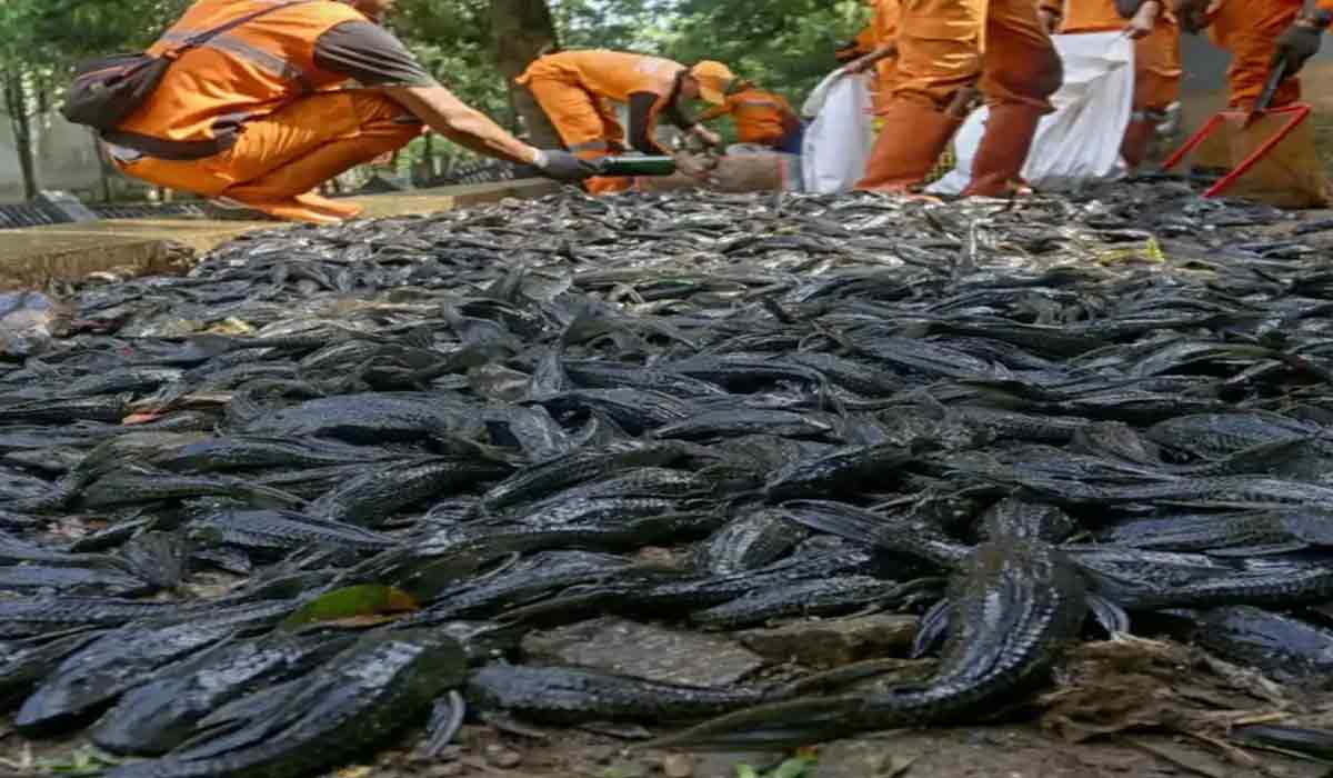 Buang Sampah Organik Ke Sungai Diduga Picu Ledakan Ikan Sapu-Sapu! 