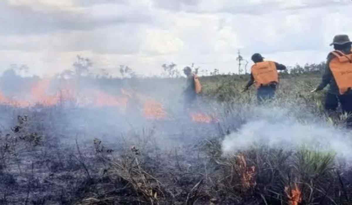 Ancaman Di Batang Hari! Puluhan Desa Terancam Karhutla, Ini Data Terbarunya