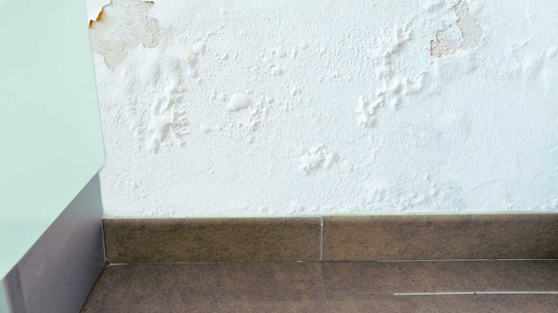 Black Mold Removal in Afton, MN