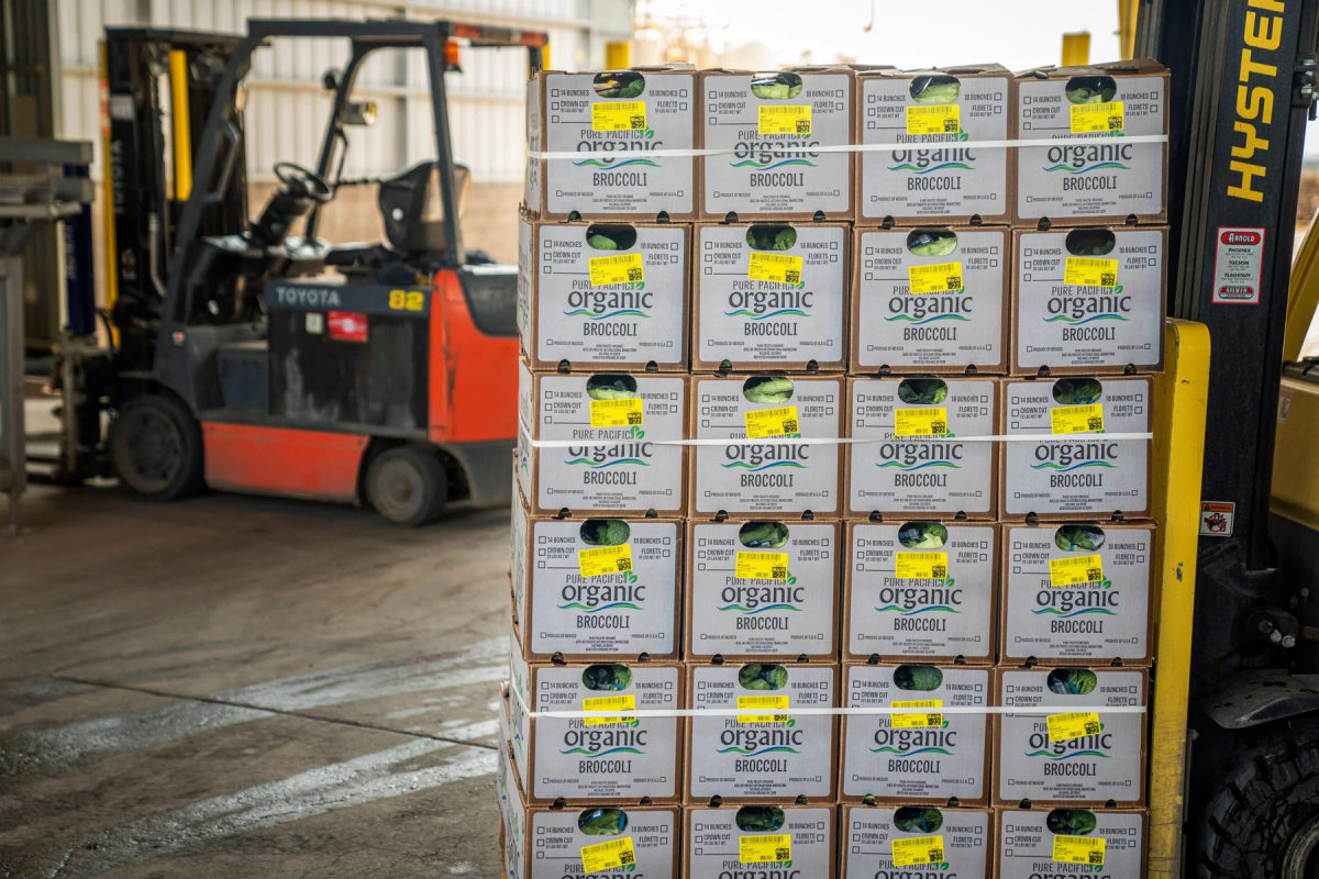A forklift beside stacked broccoli cartons prepared for shipment.