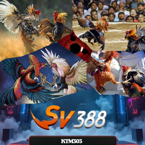 SV388: Agen Judi Sabung Ayam Online Terpercaya Arena Filipina Hari Ini image 1