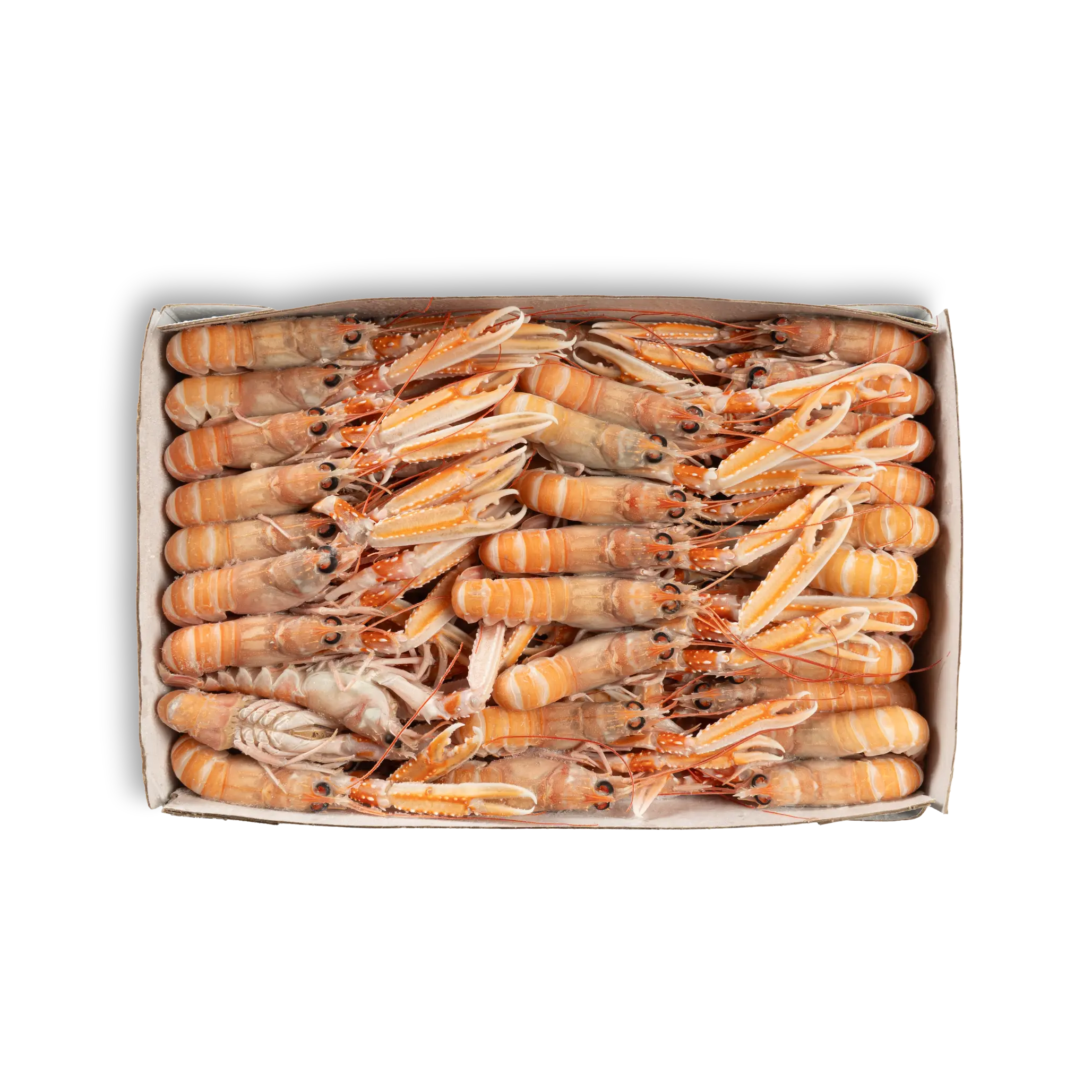 SCAMPI 15/20 BORDO –  “Sofrimar”
