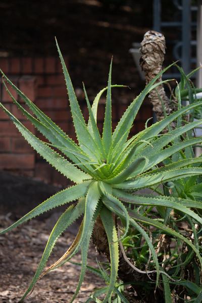 Aloe Vera