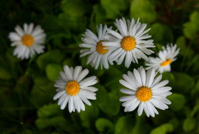 Chamomile Bud / Chamomile-TBC