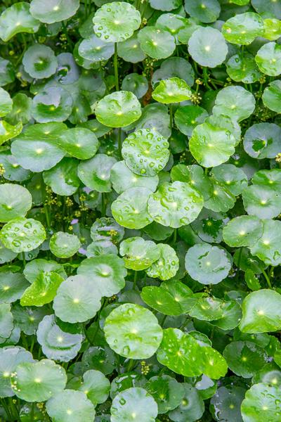 Gotu Kola (Centella Asiatica)