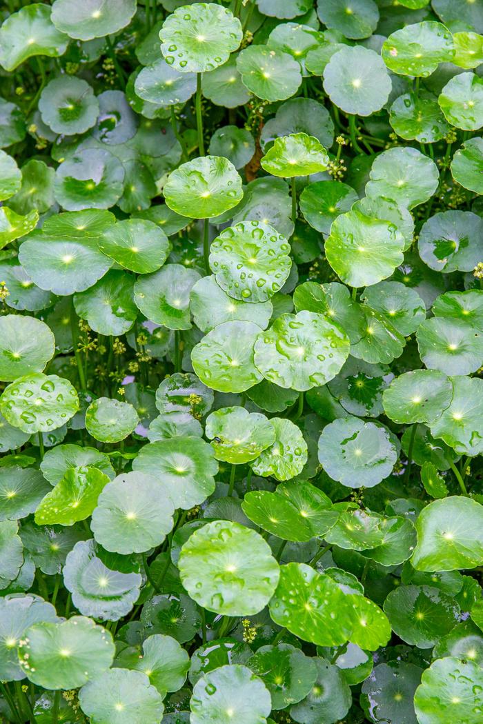 Gotu Kola (Centella Asiatica)