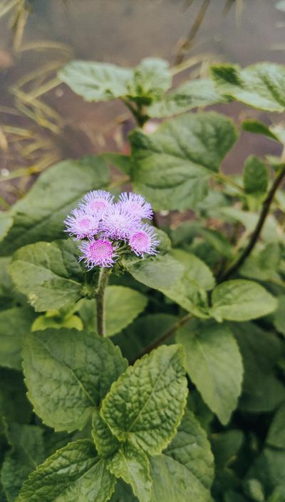 Jatamanshi