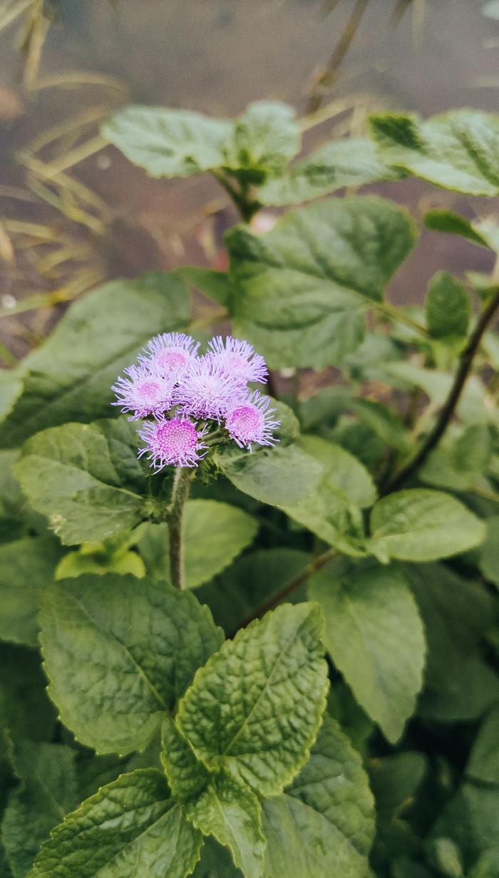 Jatamanshi