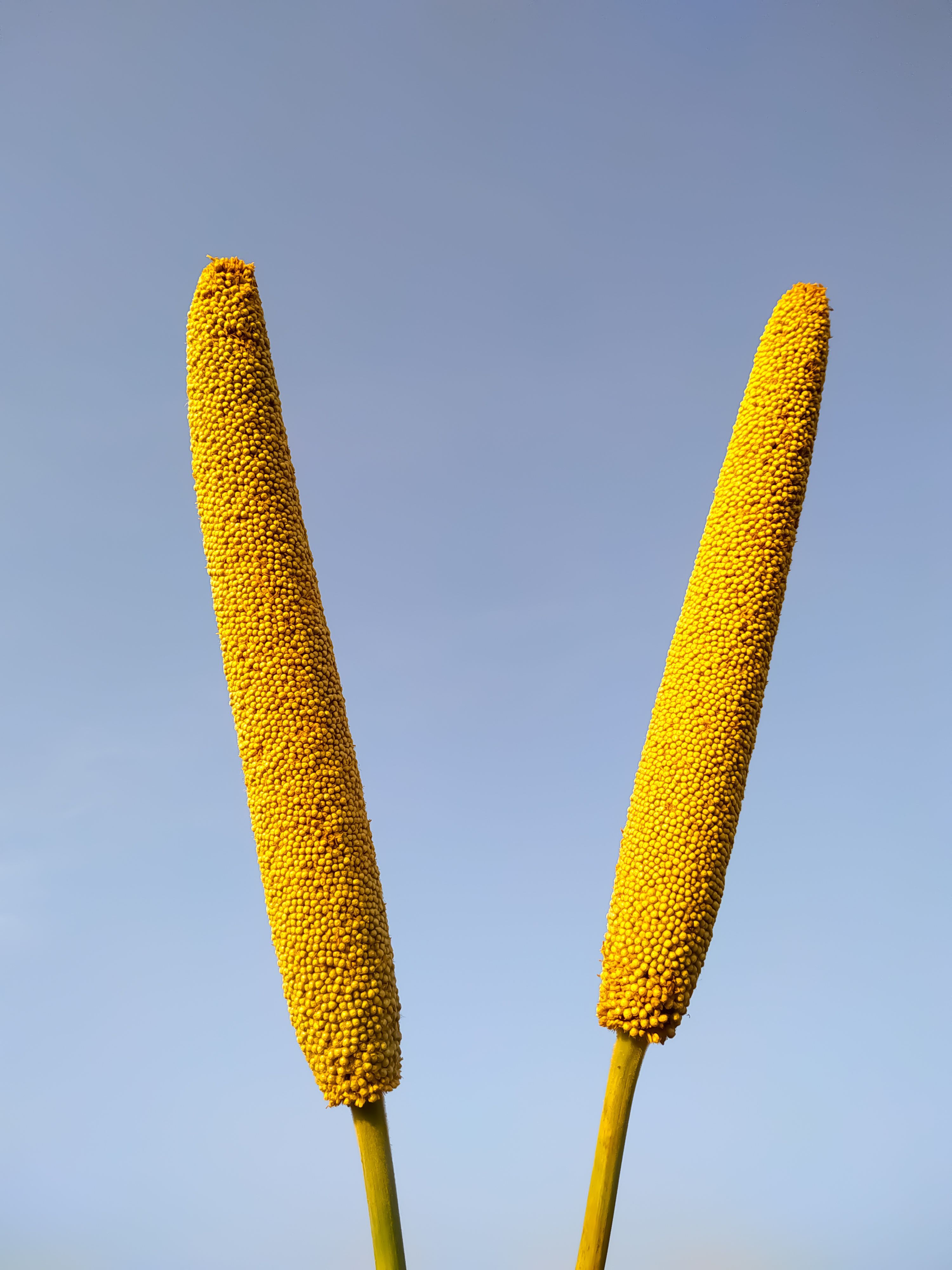 Kodo Millet (Paspalum Scrobiculatum)