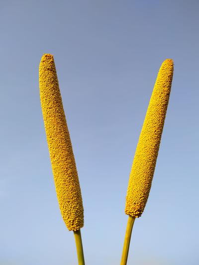 Kodo Millet (Paspalum Scrobiculatum)