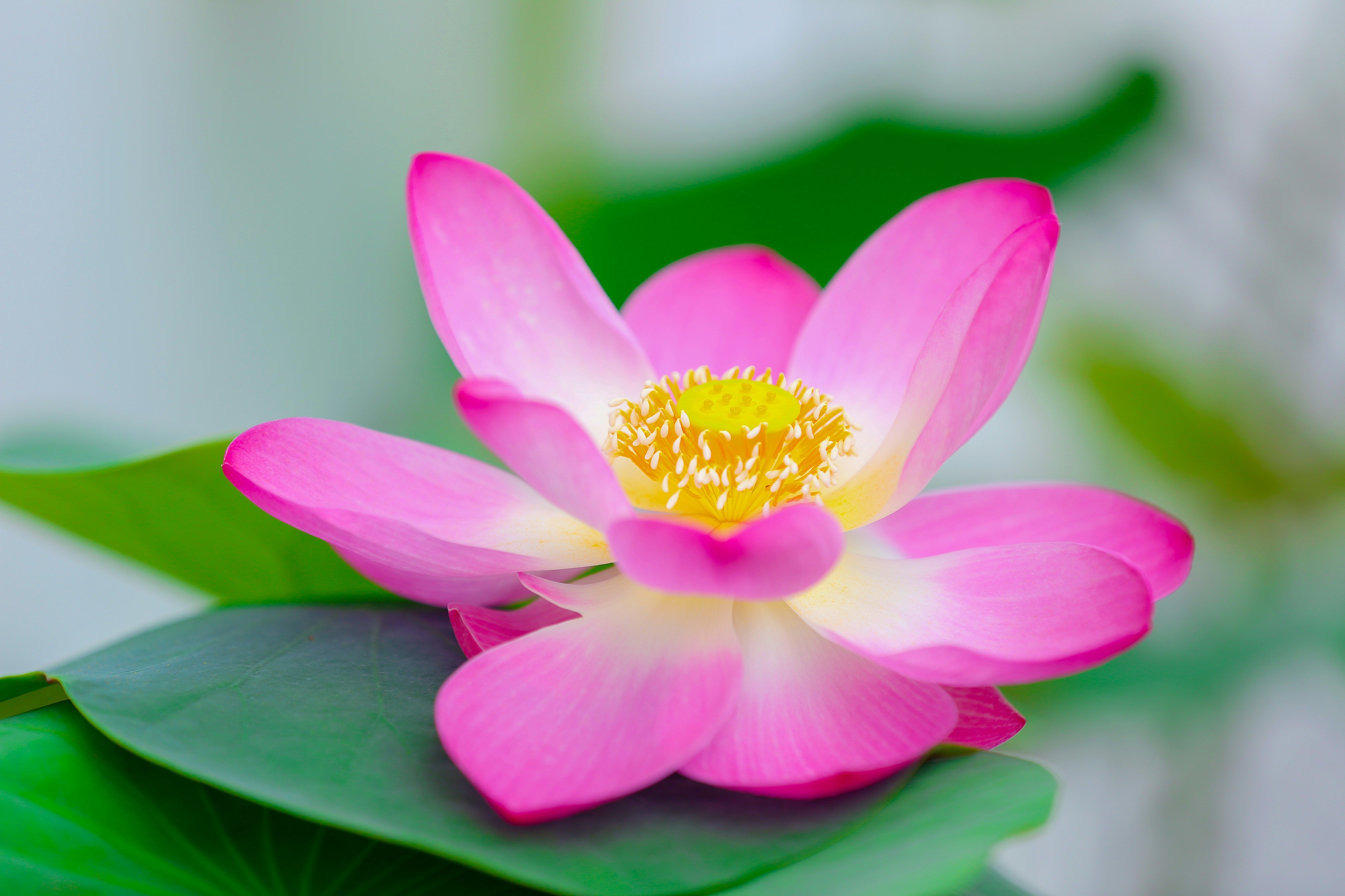 Lotus Flower