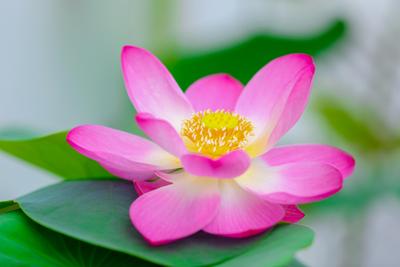 Lotus Flower