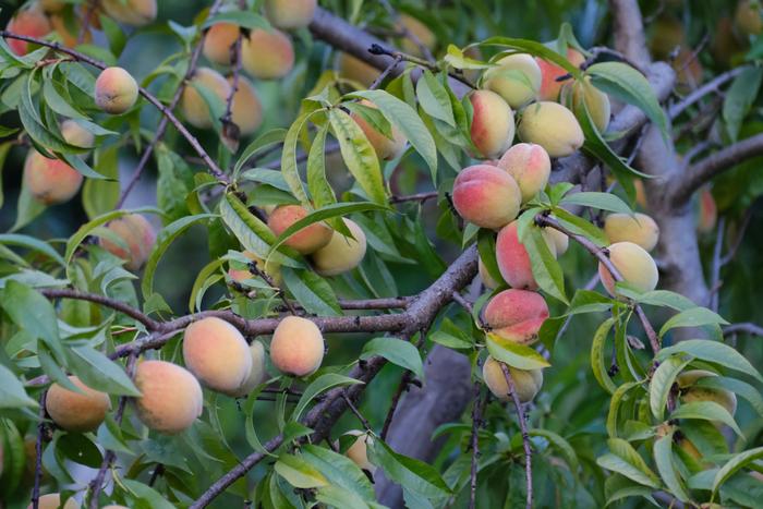 Peach Extract