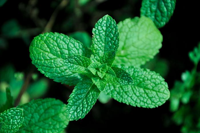 Peppermint