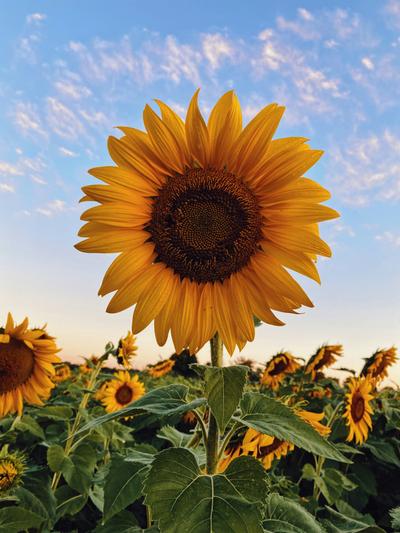 Sunflower Seeds