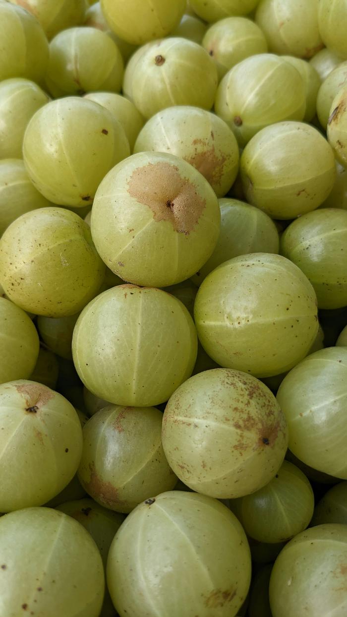 Amla (Indian Gooseberry)