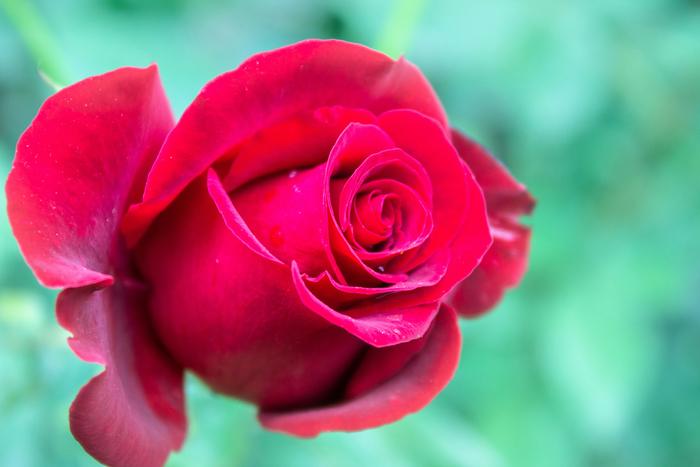 Rose Petals-TBC