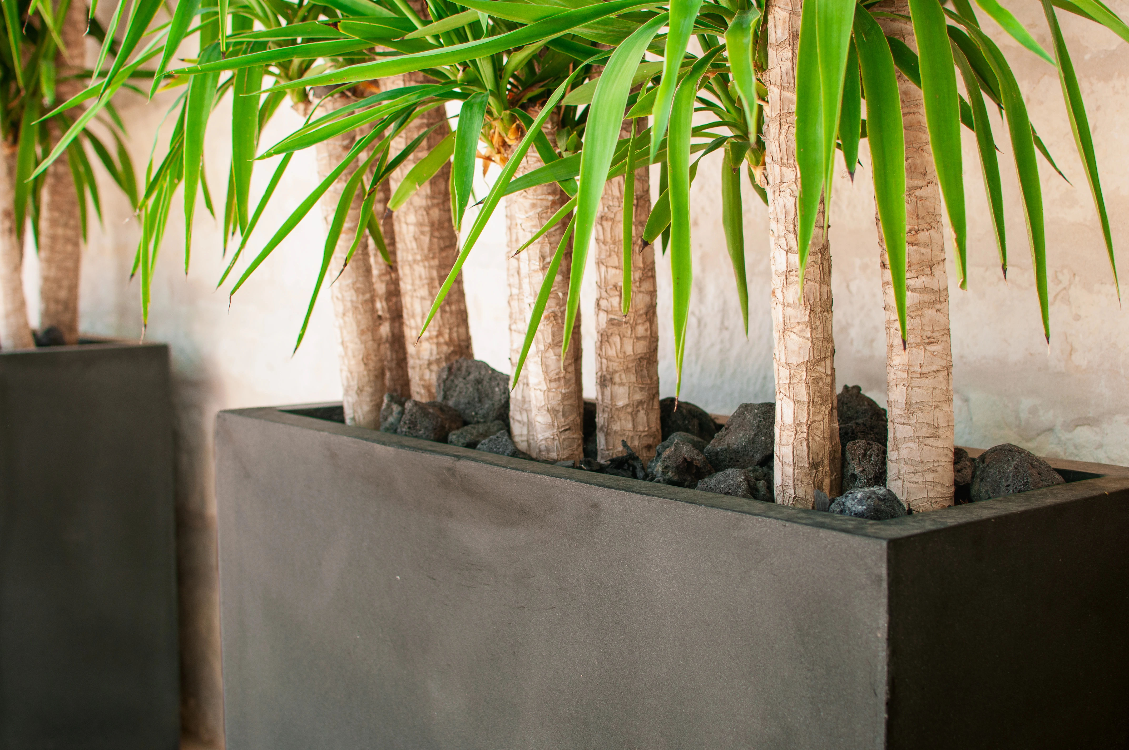 Planted Pots, Interior Design, Landscape Design, Home Design, Landscape Architecture, Native Plants, Austin Nursery, Nursery, Garden Center, Gardening, Custom Design, Existing Planter Design, Plant Care, Plant Design, Plant Delivery