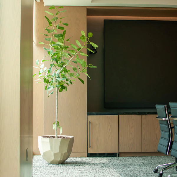Commercial plant design - Bilbao planter with Audrey Ficus