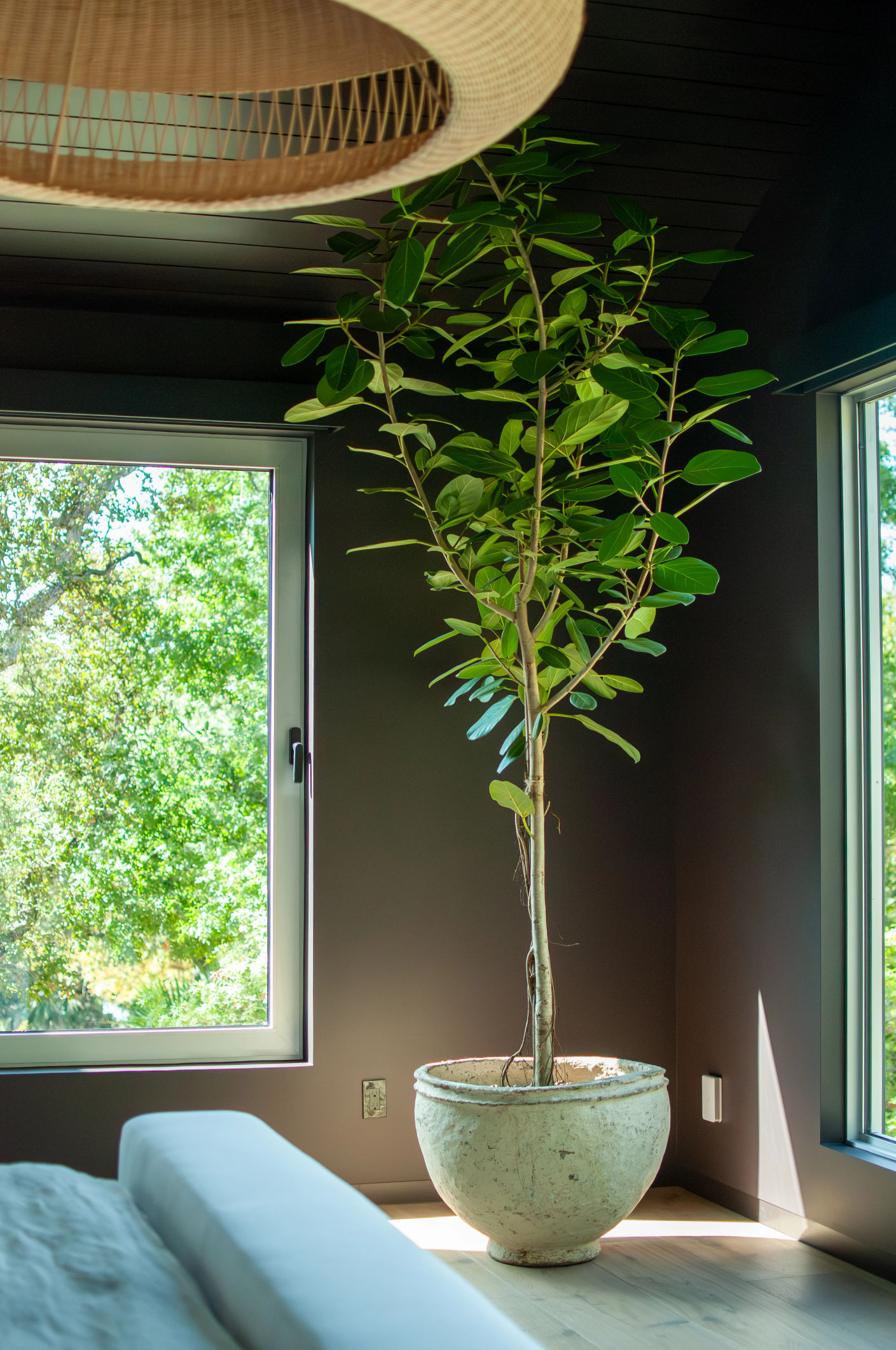 Texel terracotta pots on balcony Planted Pots, Interior Design, Landscape Design, Home Design, Landscape Architecture, Native Plants, Austin Nursery, Nursery, Garden Center, Gardening, Custom Design, Existing Planter Design, Plant Care, Plant Design, Plant Delivery