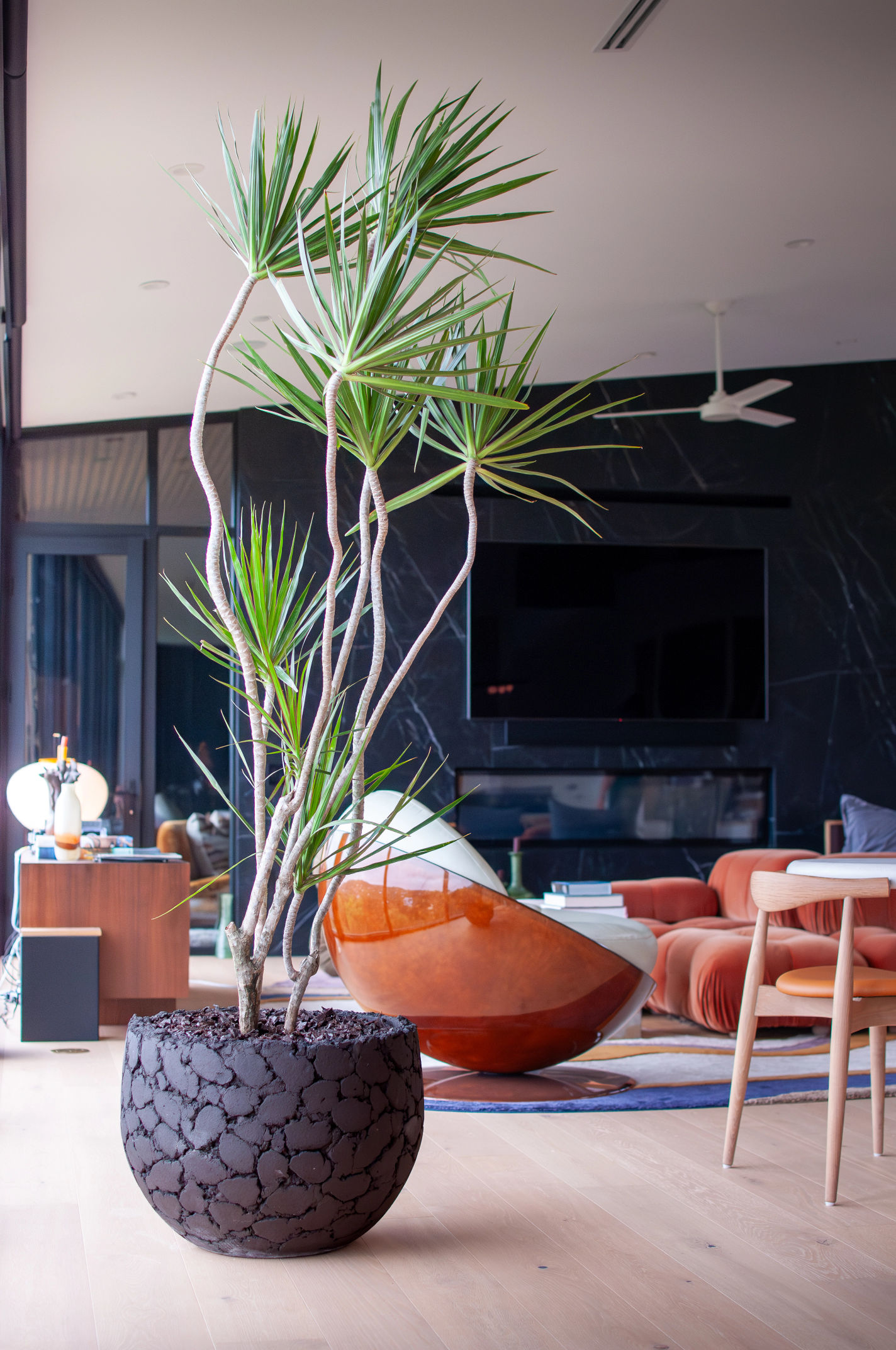 Dala terracotta pot in backyard Planted Pots, Interior Design, Landscape Design, Home Design, Landscape Architecture, Native Plants, Austin Nursery, Nursery, Garden Center, Gardening, Custom Design, Existing Planter Design, Plant Care, Plant Design, Plant Delivery