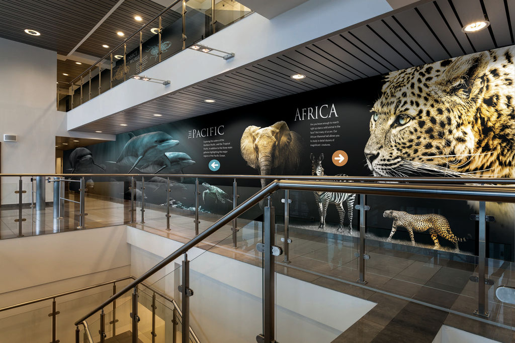 Multilevel natural history museum with custom wall covering installations of wild animals from around the world.
