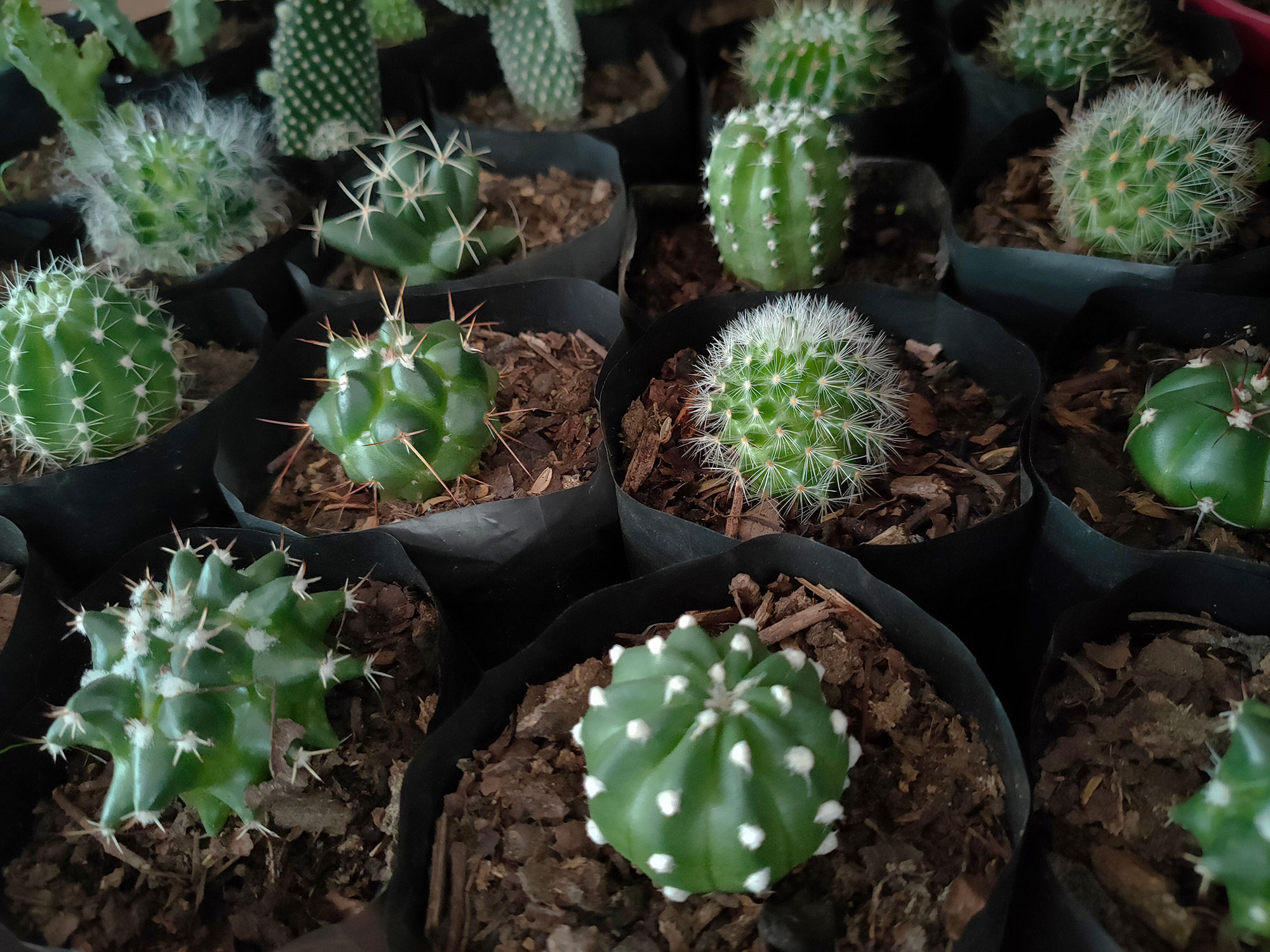 Cacti available in the greenhouse