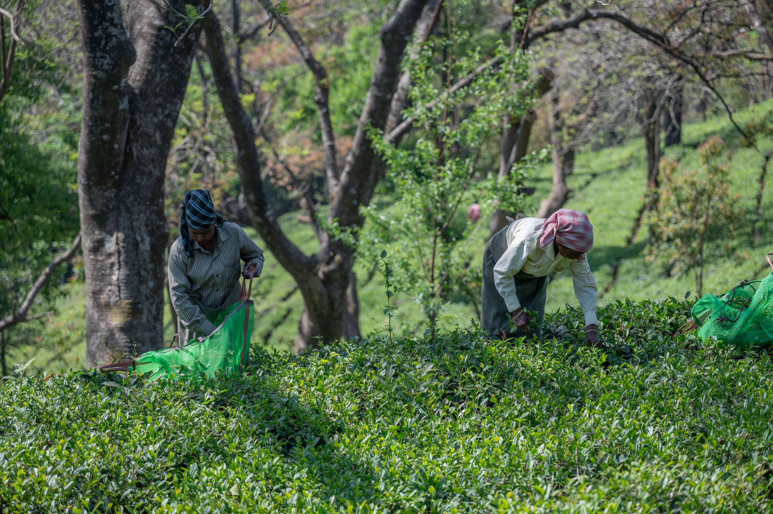 161 Year Old Tea Garden Estate