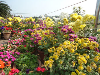 Beautiful flower at Lotus Temple, Bhai Temple