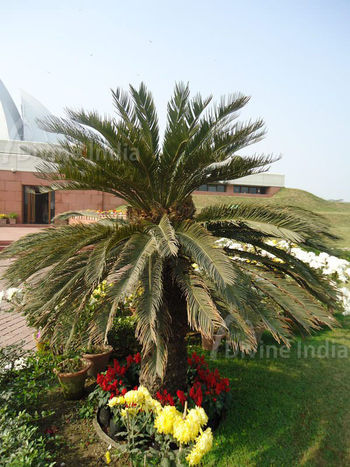 Beautiful palm tree at Lotus Temple, Bhai Temple