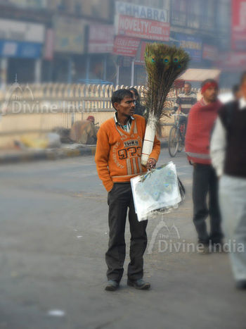 Peacock Feather Seller