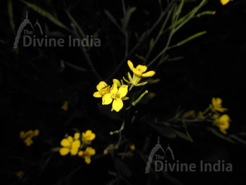 flower mustard