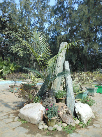 Beautiful Plants, Lodi Garden