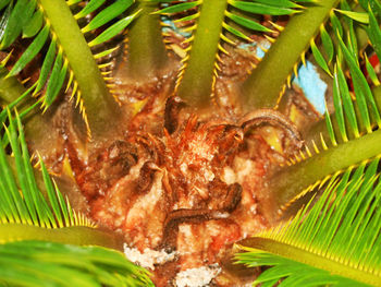 beautiful new plants leaf (Palm plant)