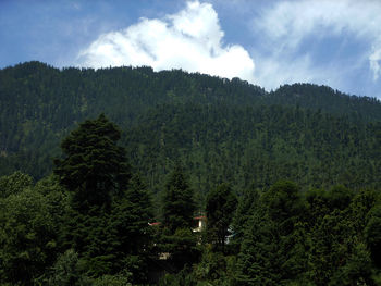 Pinus wallichiana Manali