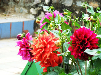 Dahlia Flowers - Talkatora Garden