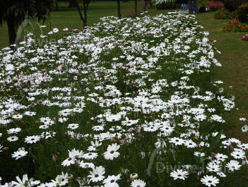 Lazy Daisy Flowers- Talkatora Garden