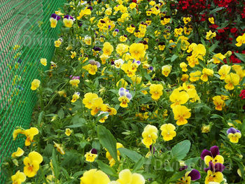 Pansy Flowers - Talkatora Garden