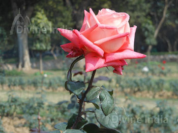 Pink Rose Flower