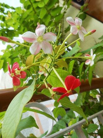 Quisqualis indica (Madhumalati Flower)