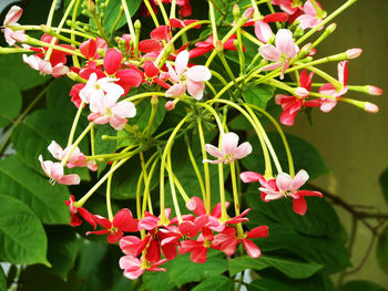 Quisqualis indica (Madhumalati Flower)