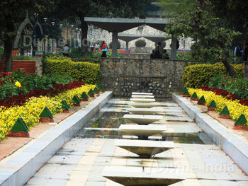 Dahlia Flowers Fountain other view