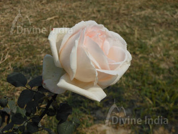 Beautiful White Rose, Lodi Garden