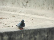 Pigeon
